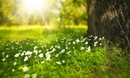 Kinh nghiệm lúc cận tử của một thiền giả